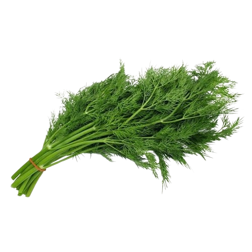 Maydanoz